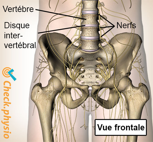 colonne vertébrale nerfs émergents vertèbre disque intervertébral