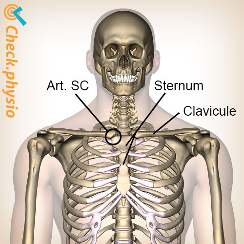poitrine articulation sterno-claviculaire localisation sternum clavicule