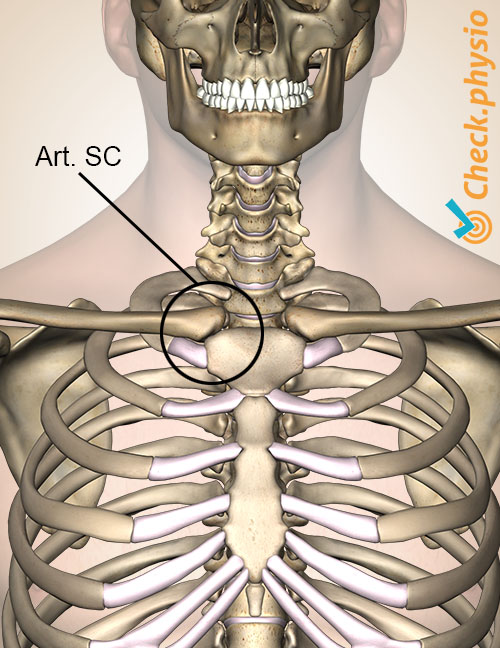poitrine sternum clavicule articulation SC