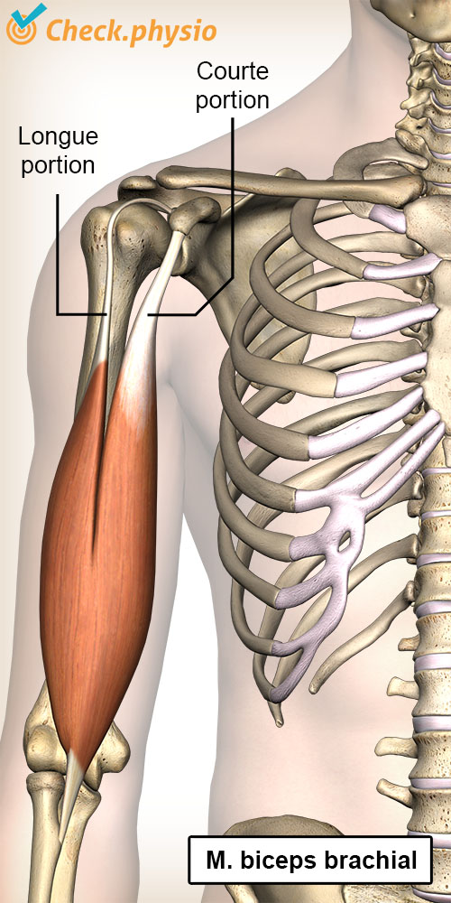bras supérieur biceps brachial chef long chef court anatomie avant