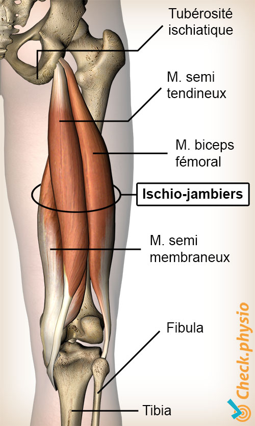 cuisse muscle ischio-jambier muscles ischio-jambiers semi membraneux biceps fémoral semi tendineux tubérosité ischiatique