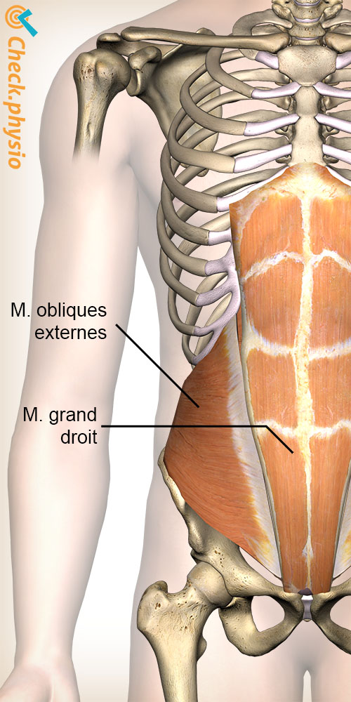 abdomen muscle oblique muscle droit anatomie