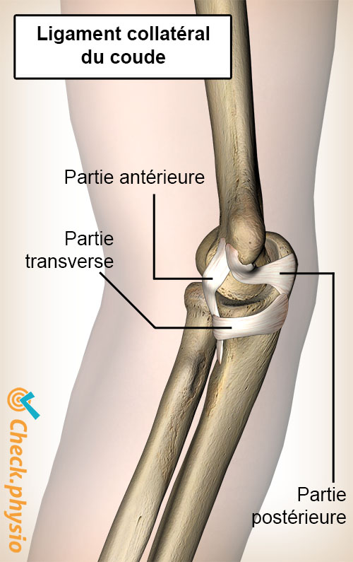 ligament collatéral médial ulnaire du coude pars antérieure postérieure transversale