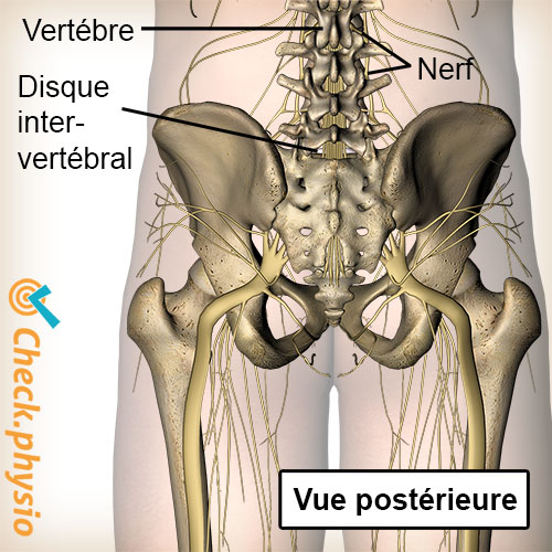 colonne vertébrale nerfs émergeants vertèbre disque intervertébral vue arrière