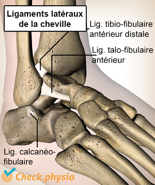 cheville ligaments talo-fibulaire calcanéo-fibulaire tibio-fibulaire anatomie