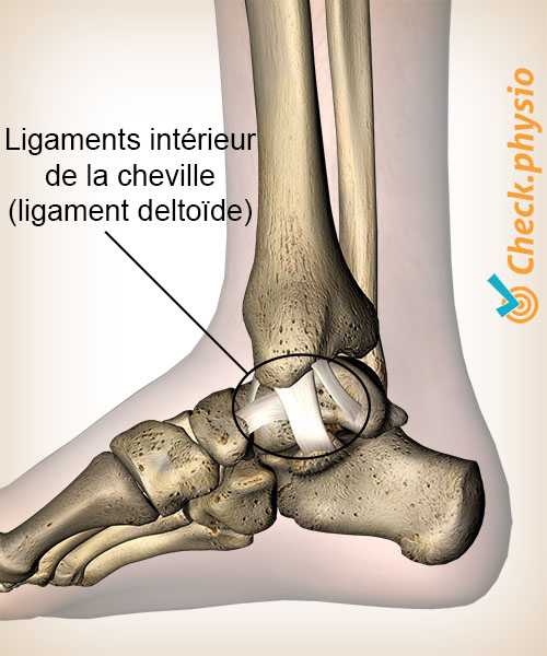 cheville ligaments médiaux internes ligament deltoïde