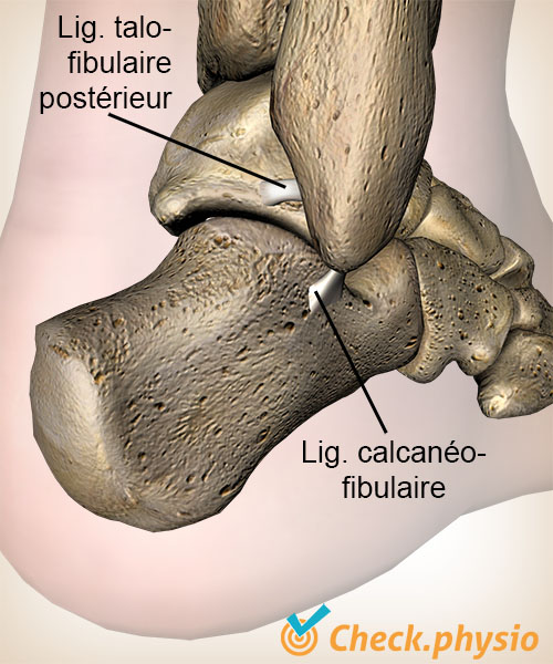 cheville ligament ligament talo-fibulaire postérieur calcanéo-fibulaire calcanéum anatomie arrière