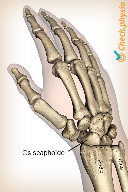 main scaphoïde
