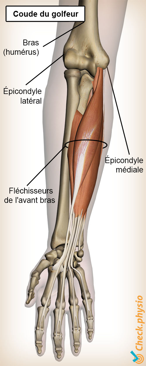 bras golf elbow anatomie