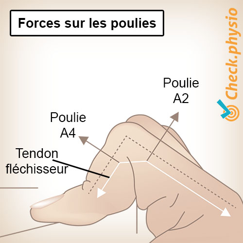 main poulies de doigt tractions