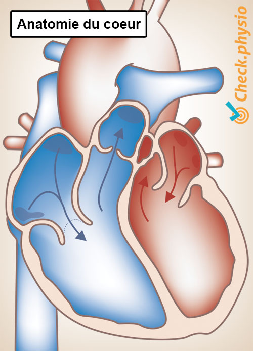 cœur anatomie oreillette gauche droite ventricule valve artère veine