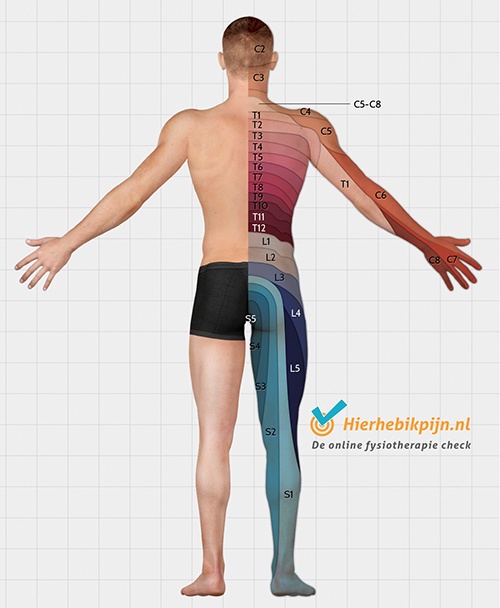 Vue postérieure des dermatomes