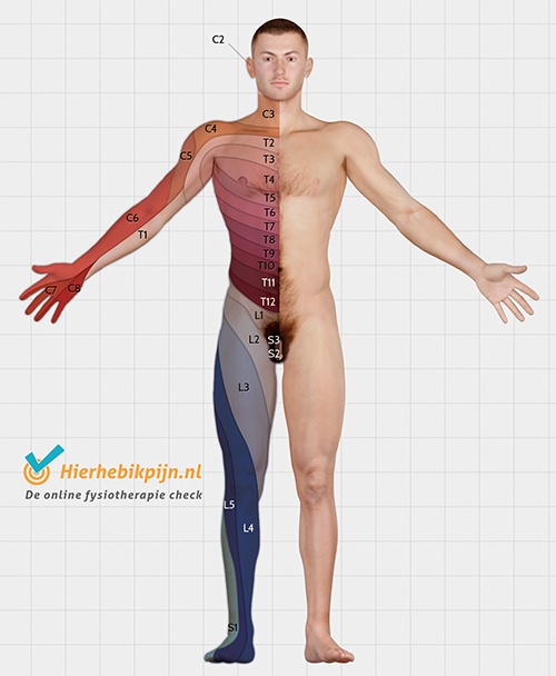 Vue antérieure des dermatomes