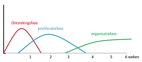 Phases de l'inflammation